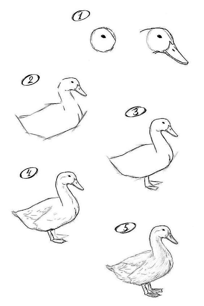 Croquis de canard dessin