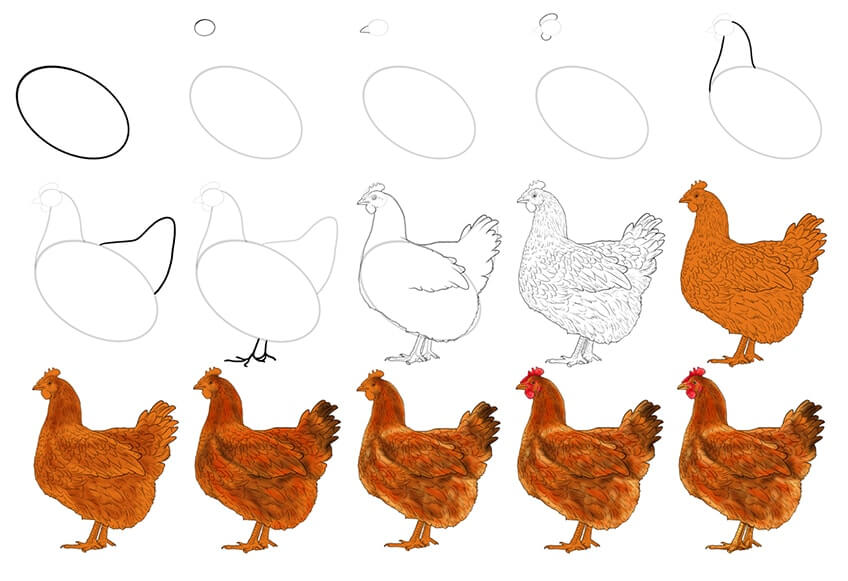 idée de poulet (4) dessin