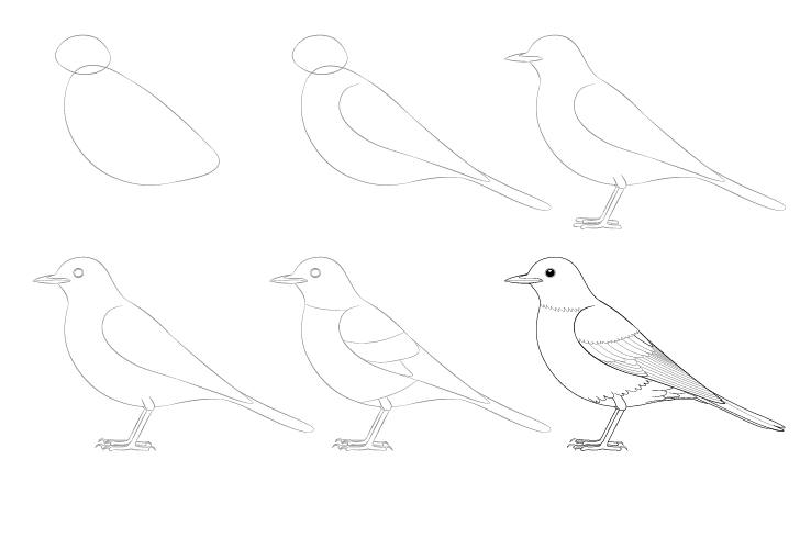 Idée d’oiseau (1) dessin