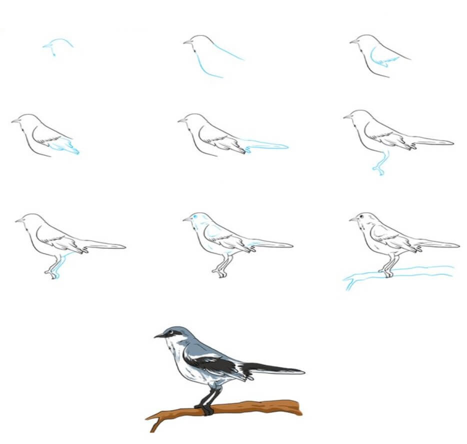 Idée d’oiseau (3) dessin
