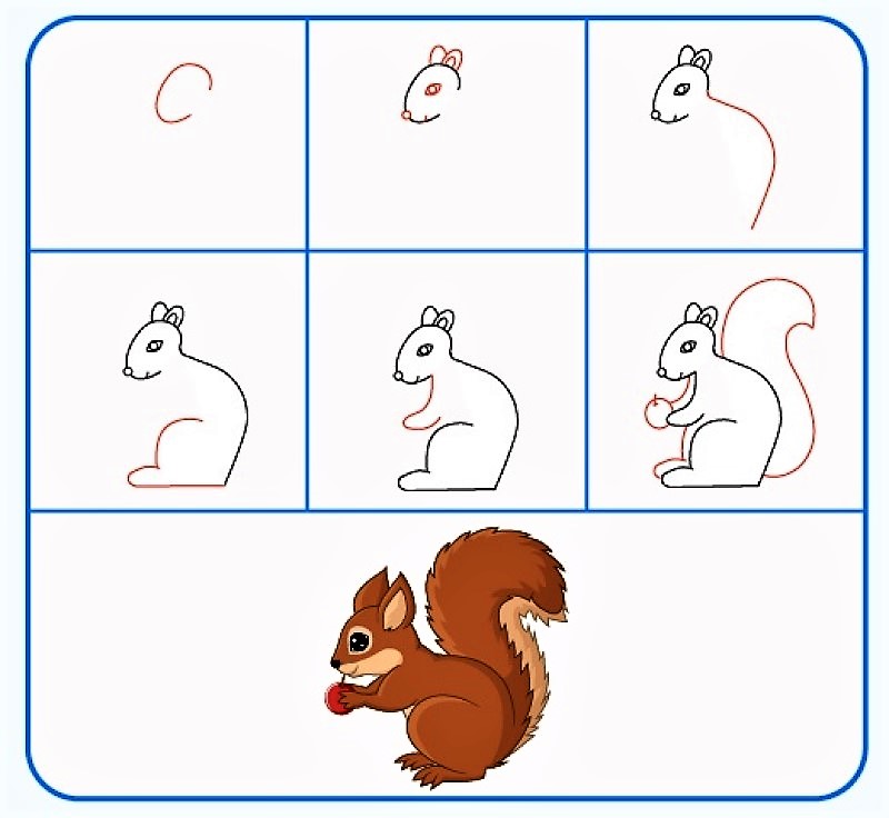 Une idée d'écureuil 11 dessin