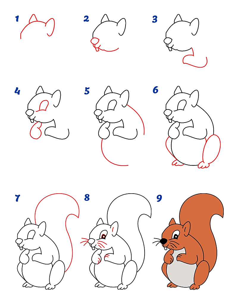 Une idée d'écureuil 13 dessin