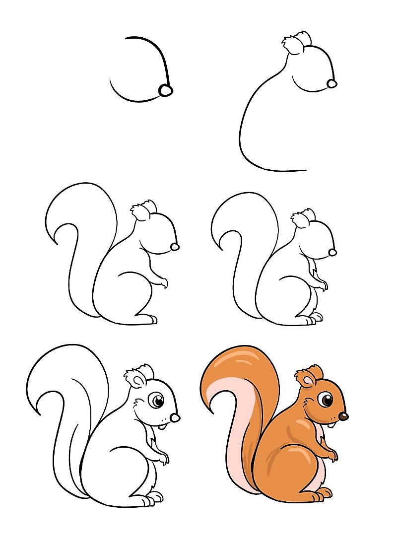 Écureuil dessin