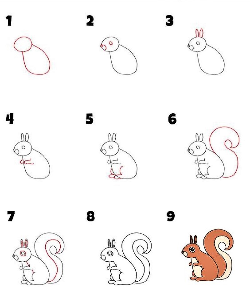 Une idée d'écureuil 9 dessin