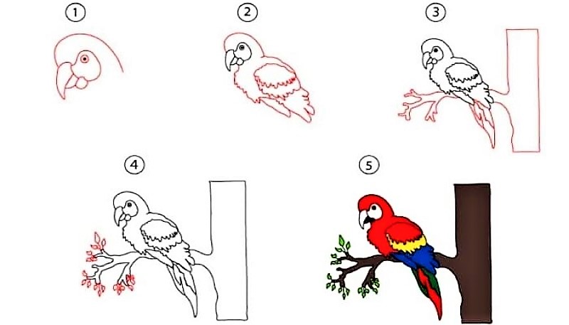 Idée perroquet 10 dessin