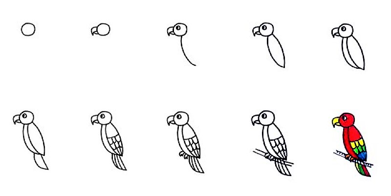 Idée perroquet 3 dessin