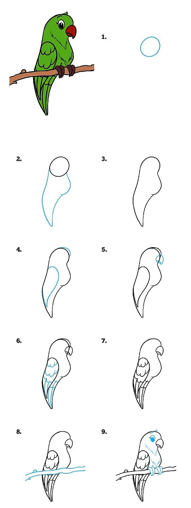 Instructions détaillées perroquet dessin