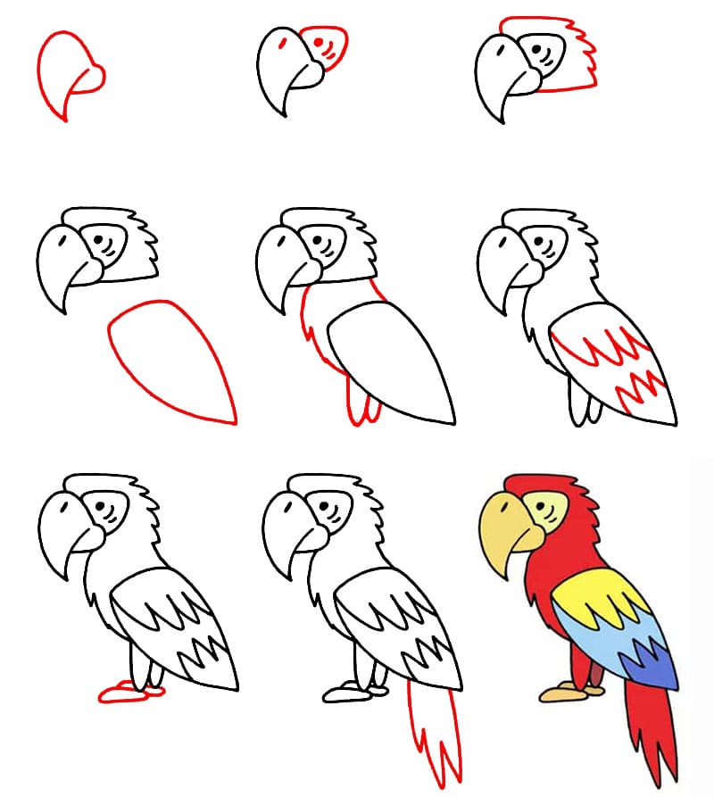 Perroquet facile dessin