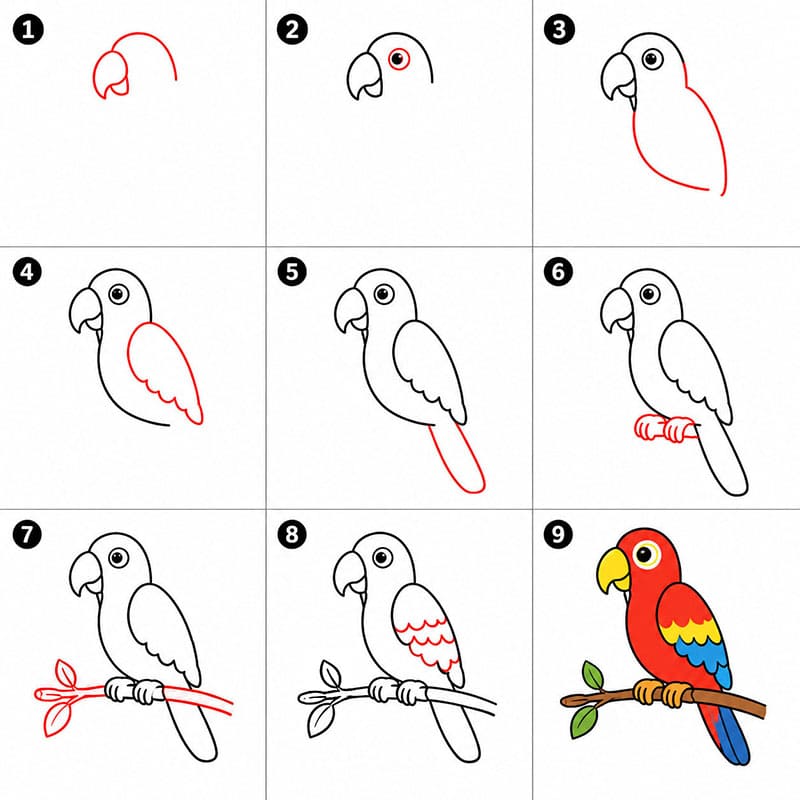 Perroquet simple dessin