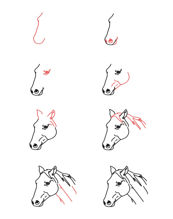 Tête de cheval dessin