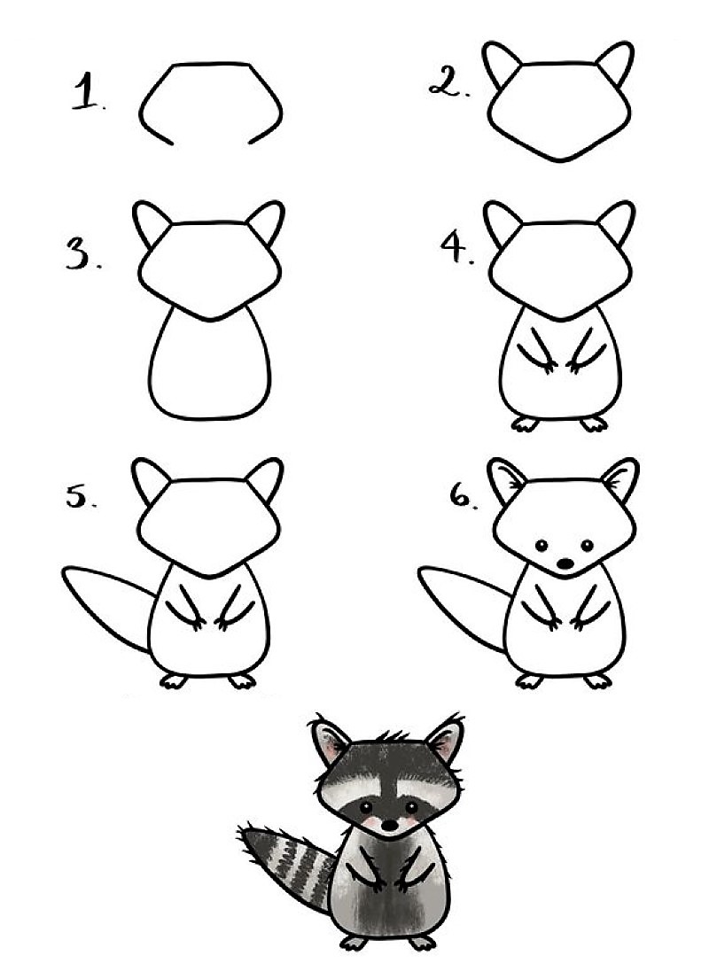 Une idée de raton laveur 16 dessin