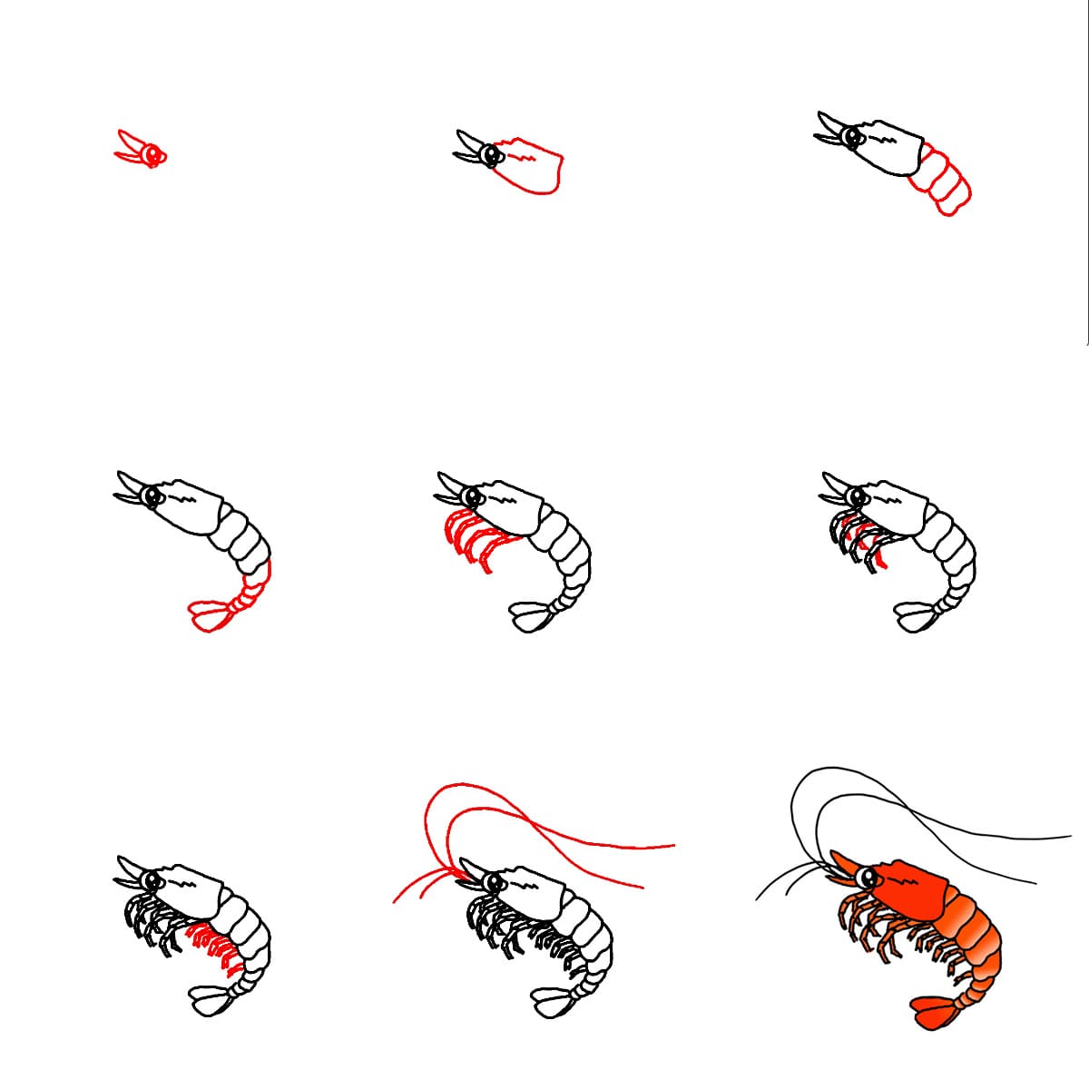 Crevette à imprimer dessin