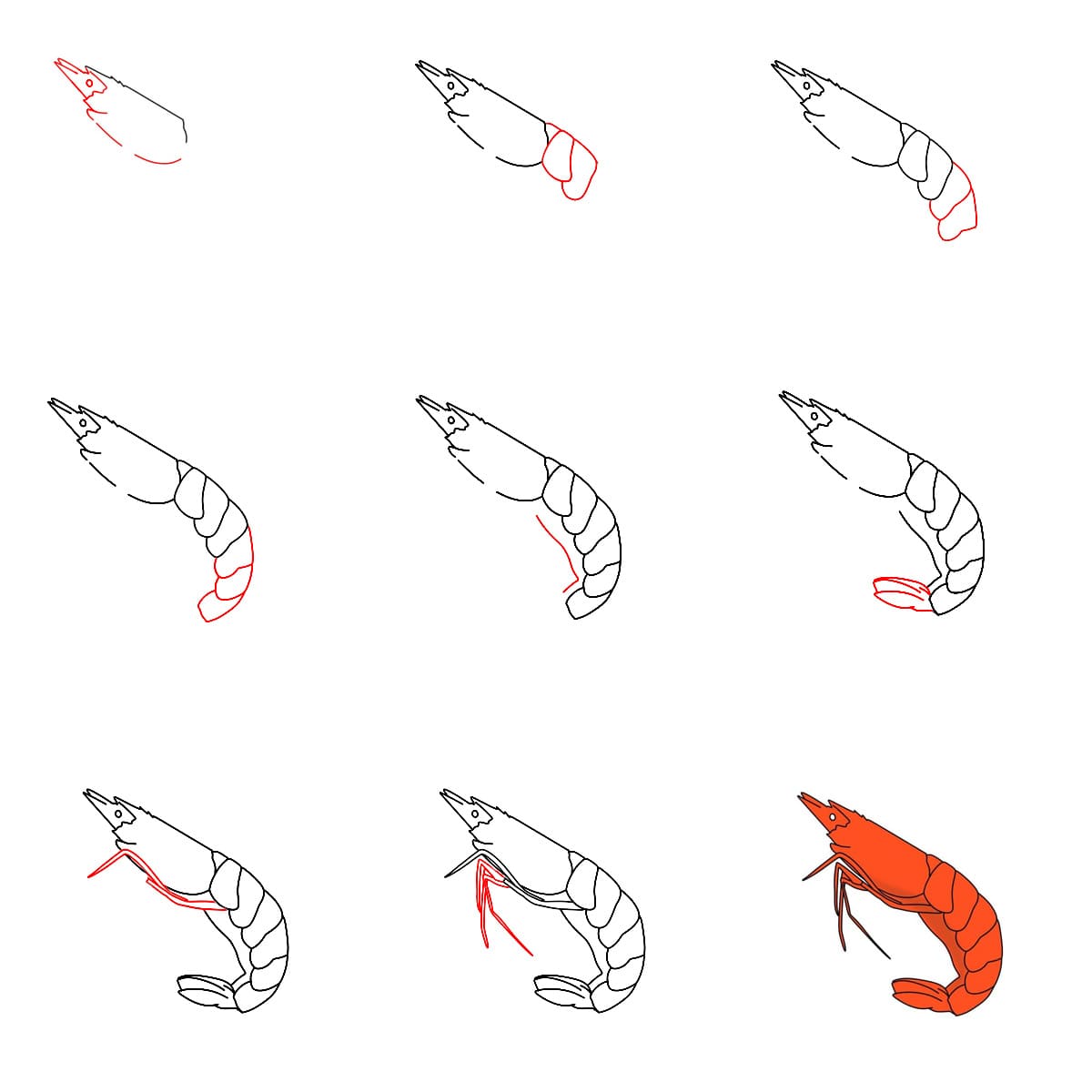 Crevette simples dessin