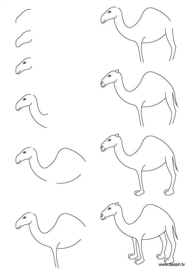Un simple chameau dessin