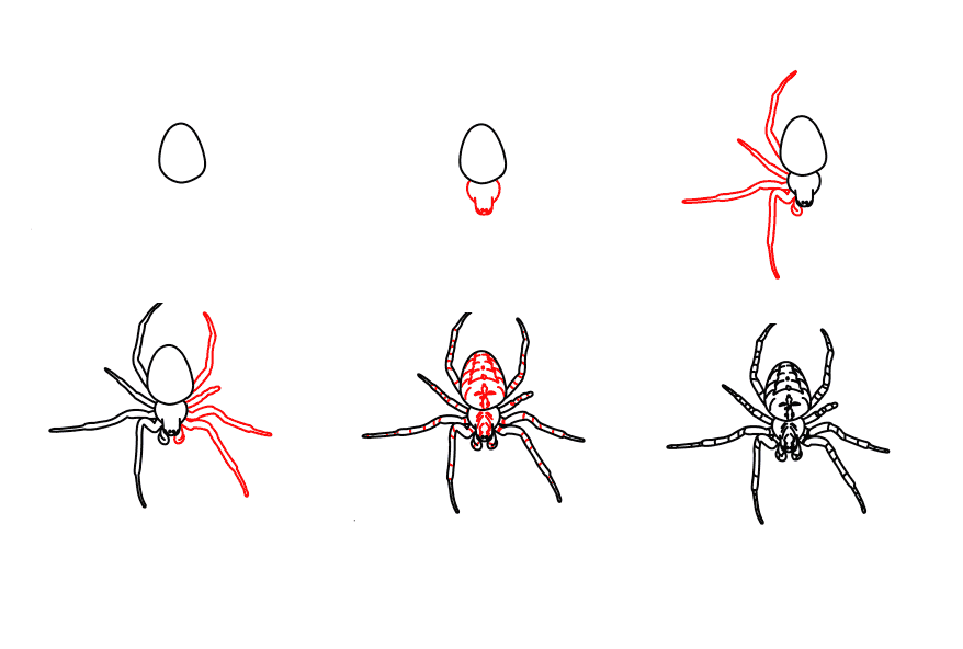 Une araignée détaillée étape par étape dessin