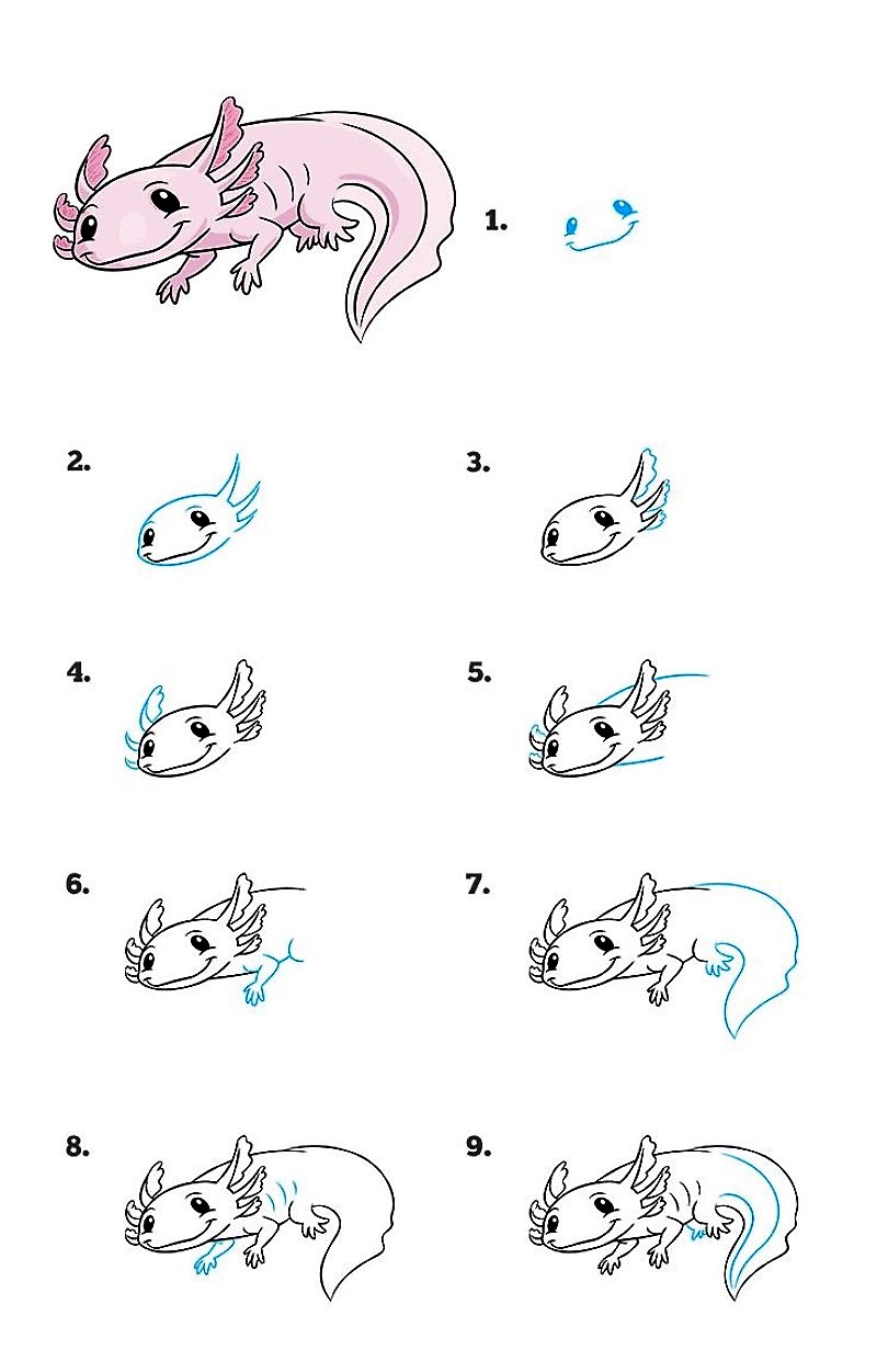 A detailed step-by-step Axolotl dessin