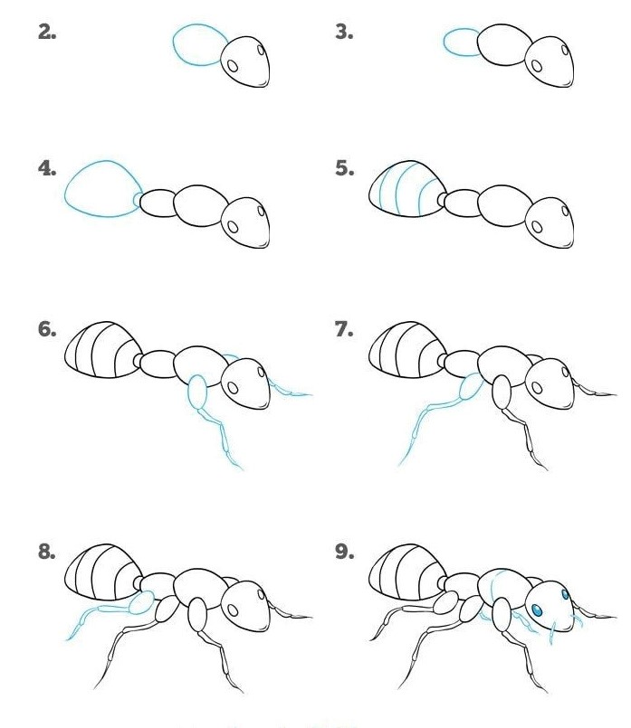 A step-by-step detailed ant dessin