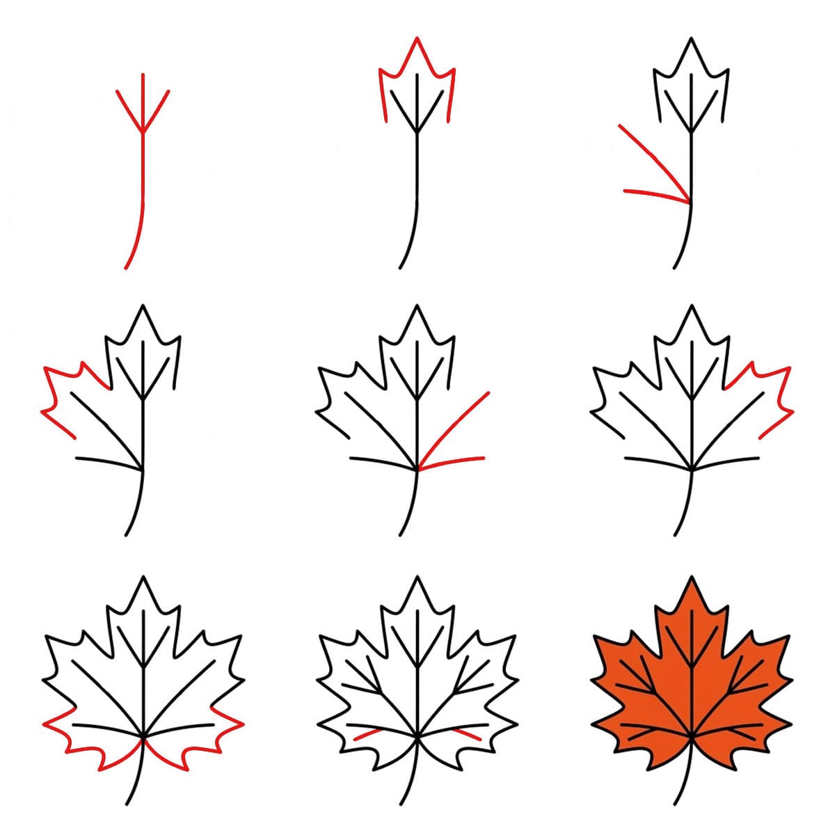 Feuille d'érable détaillée dessin