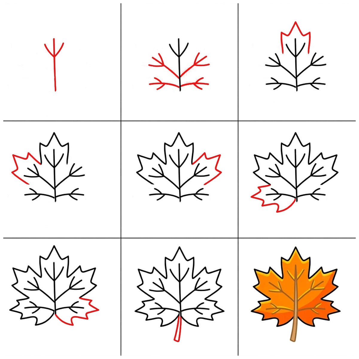 Feuille d'érable symétrique dessin