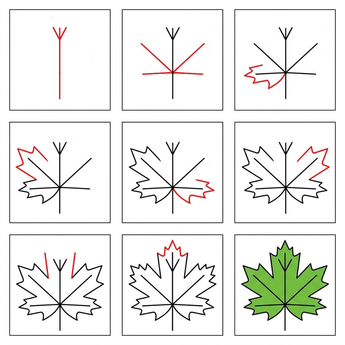 Feuille d'érable verte dessin