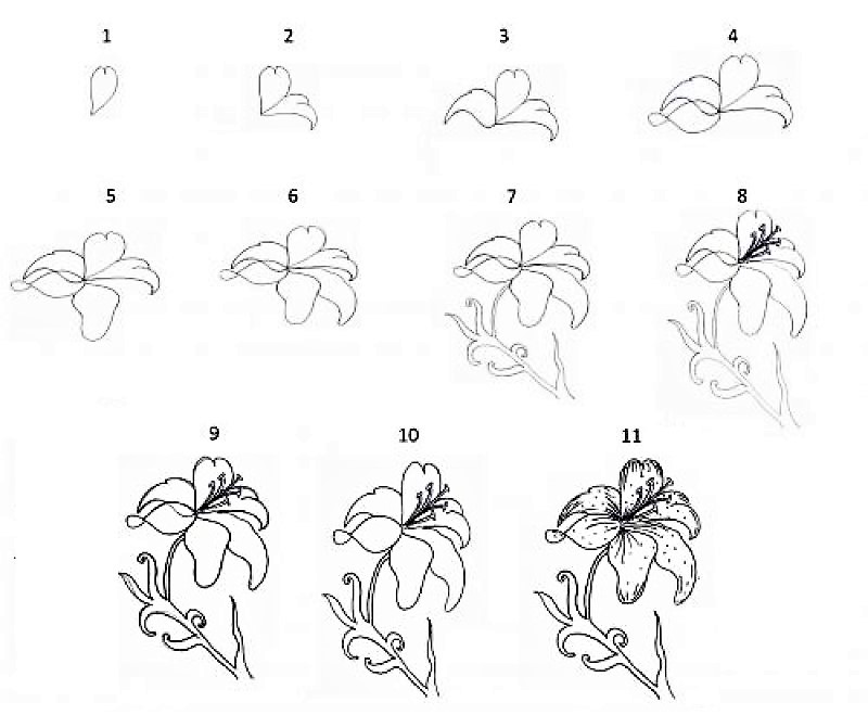 Comment dessiner Idée fleur de lys 4
