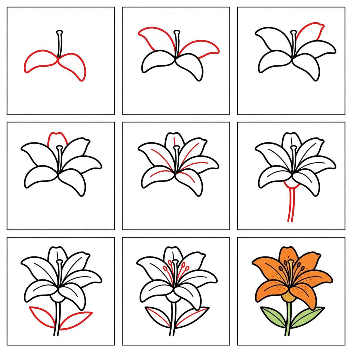 Lys orange dessin