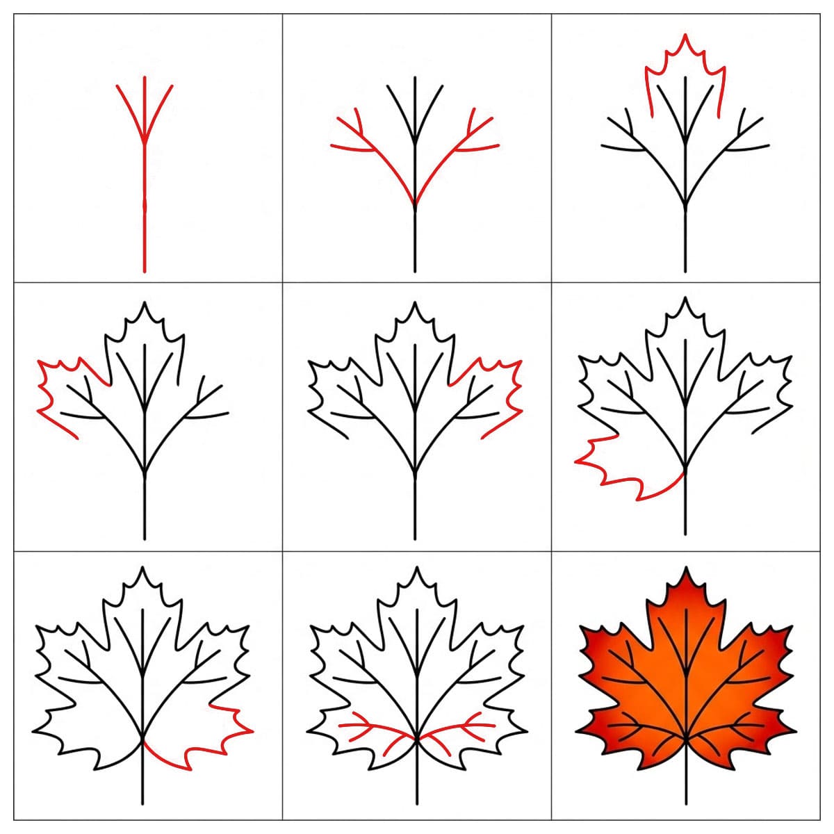 Structure de la feuille d'érable dessin