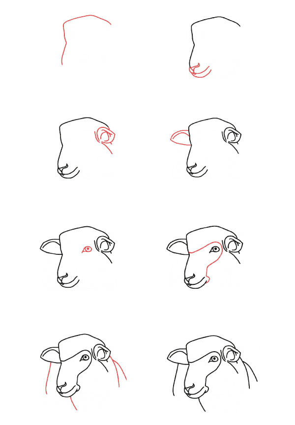 Têtes de moutons dessin