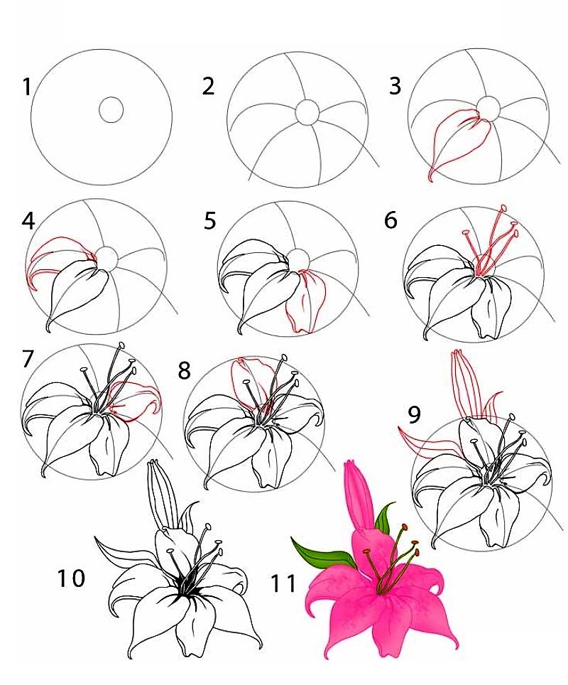 Une fleur de lys détaillée étape par étape dessin