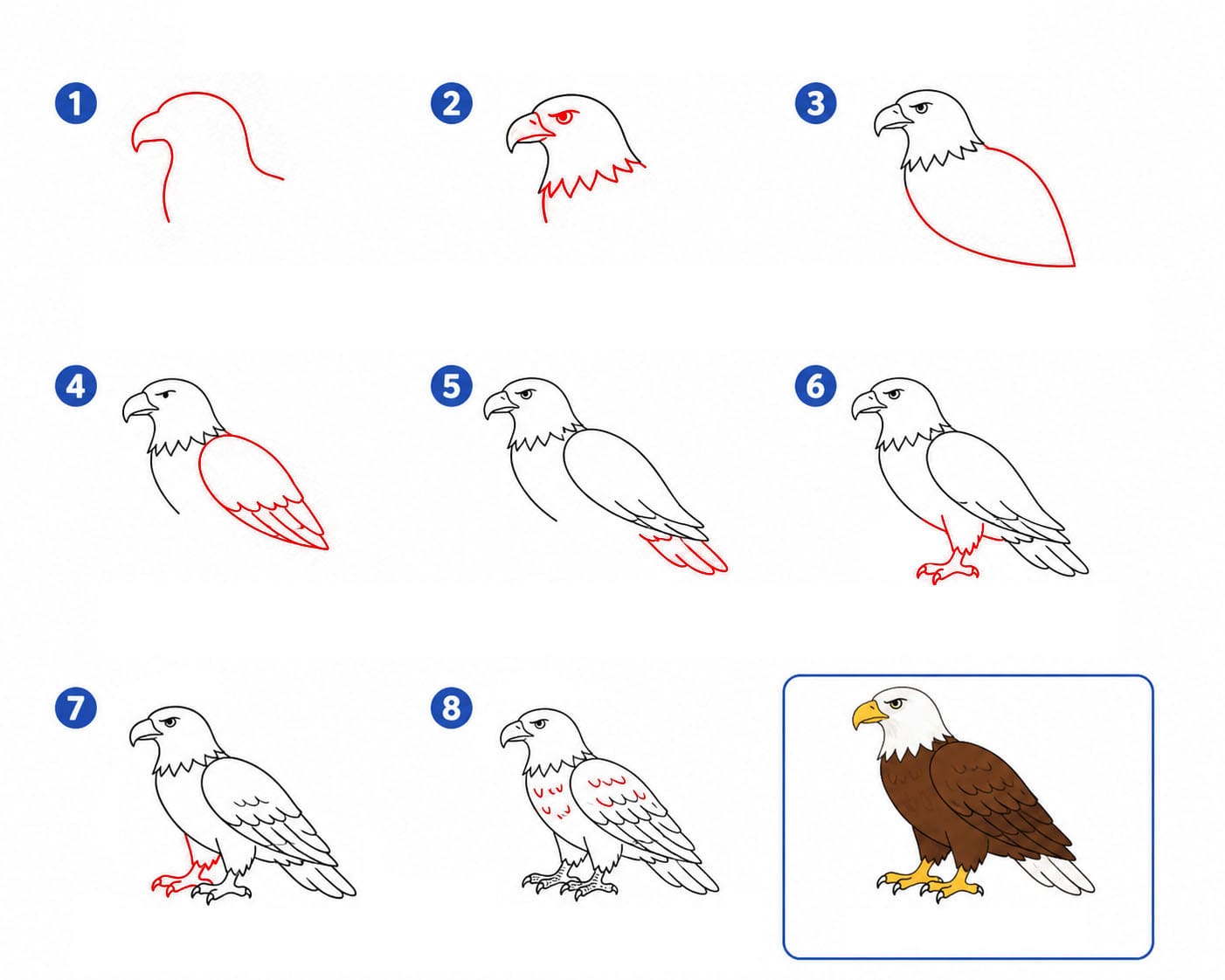 Aigle classique dessin