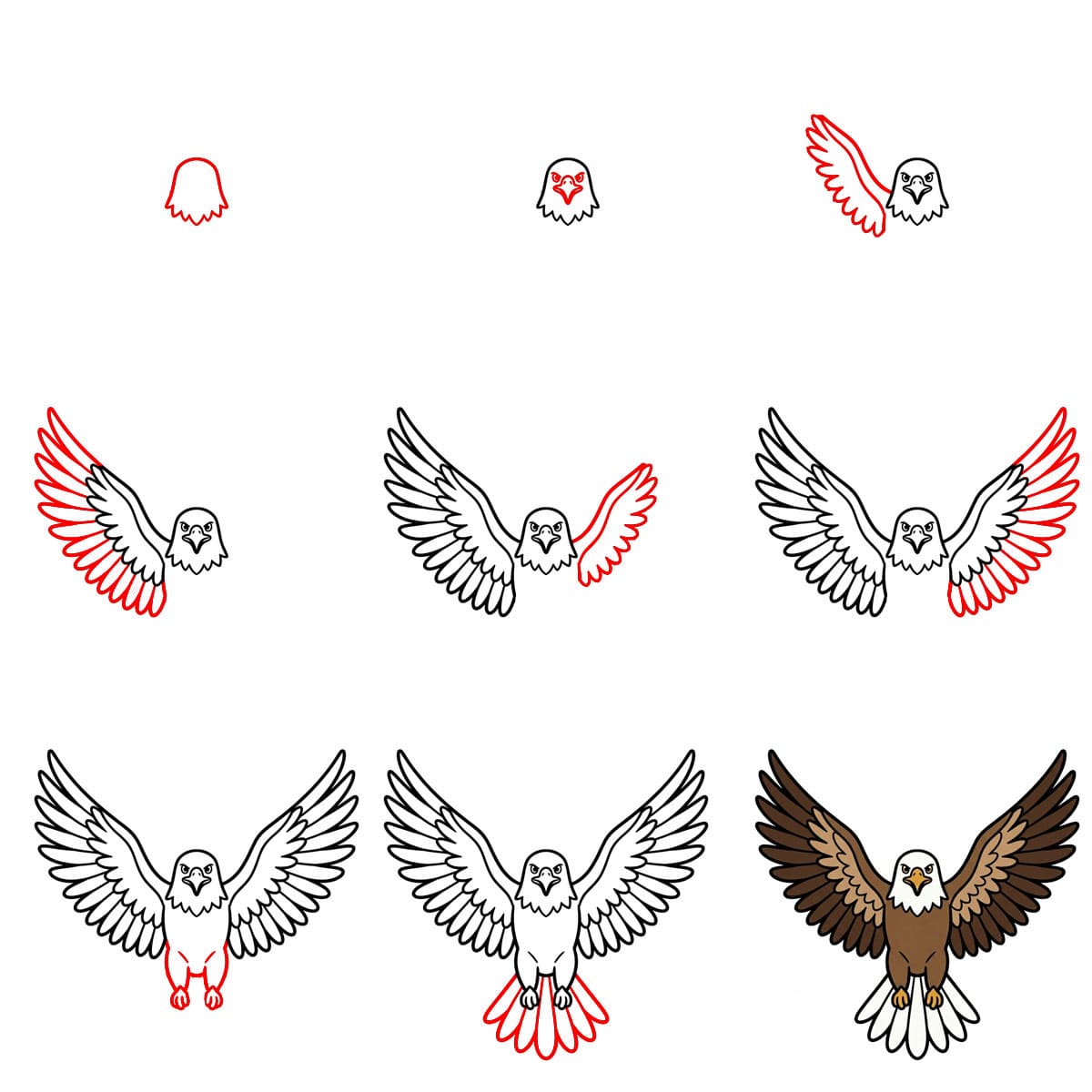 Aigle de face dessin