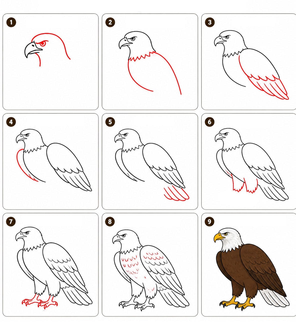 Aigle observateur dessin