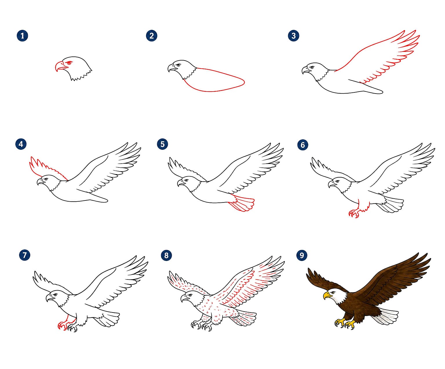 Aigle planant dessin