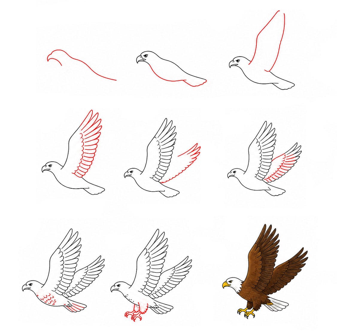Aigle planant libre dessin