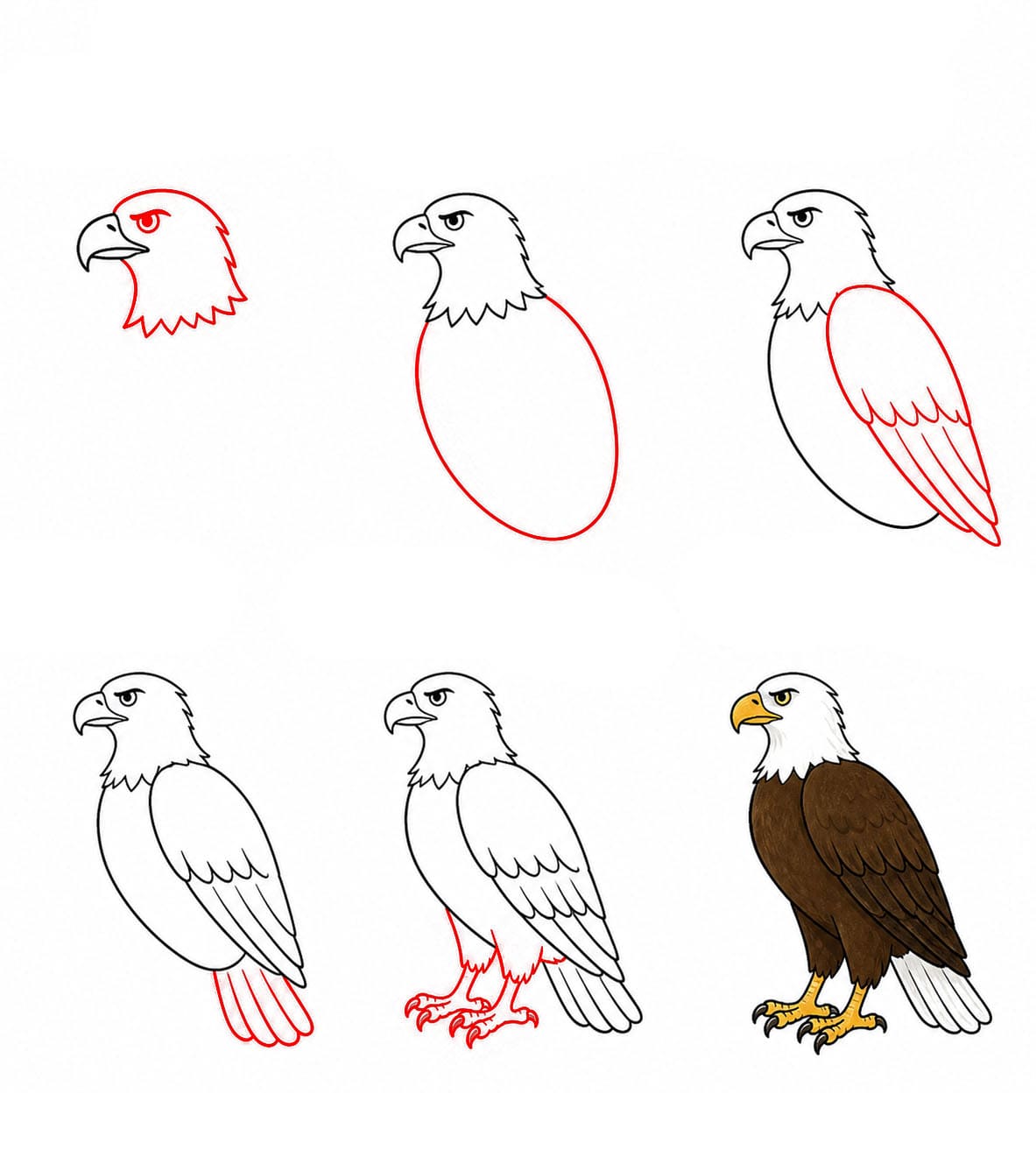 Aigle statique dessin