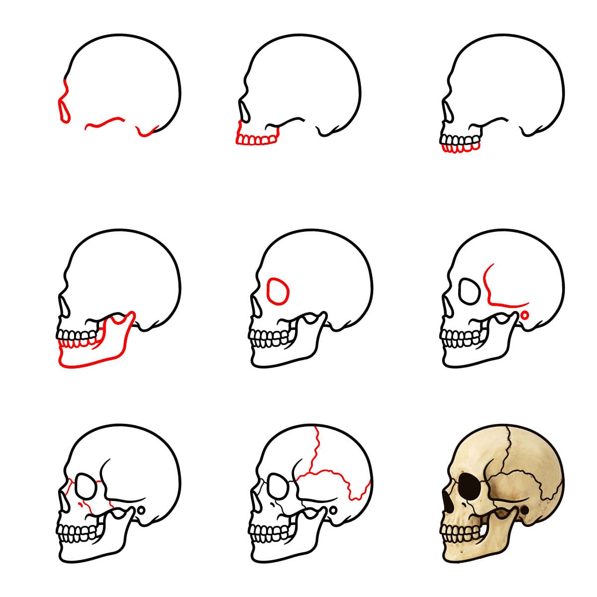 Crâne de profil dessin