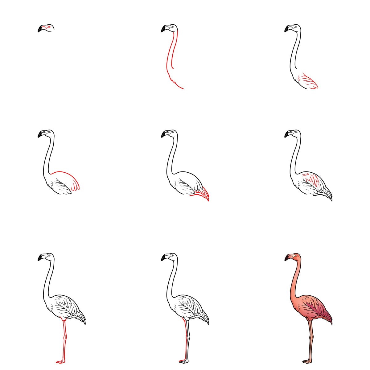 Flamant rose majestueux dessin