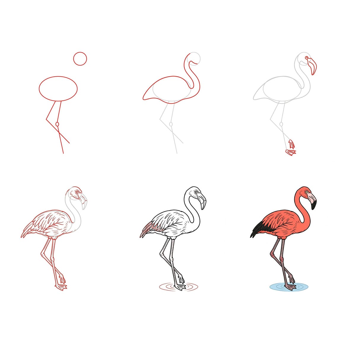 Flamant rose réfléchissant dessin