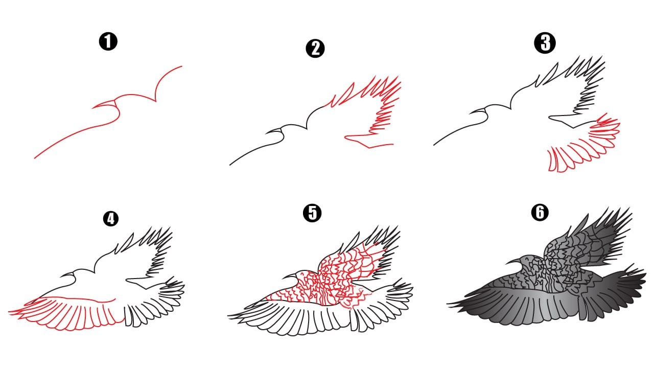 Idée d'aigle 11 dessin