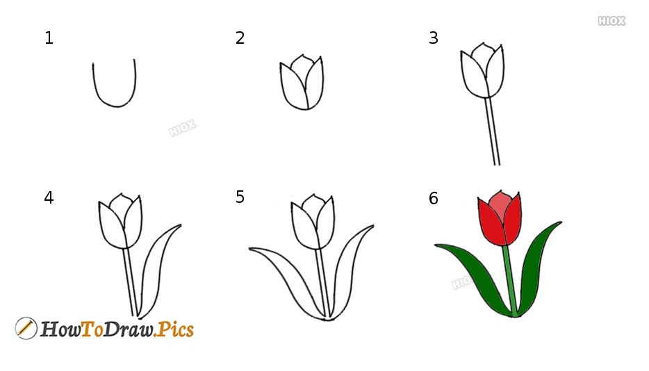Idée tulipe 5 dessin