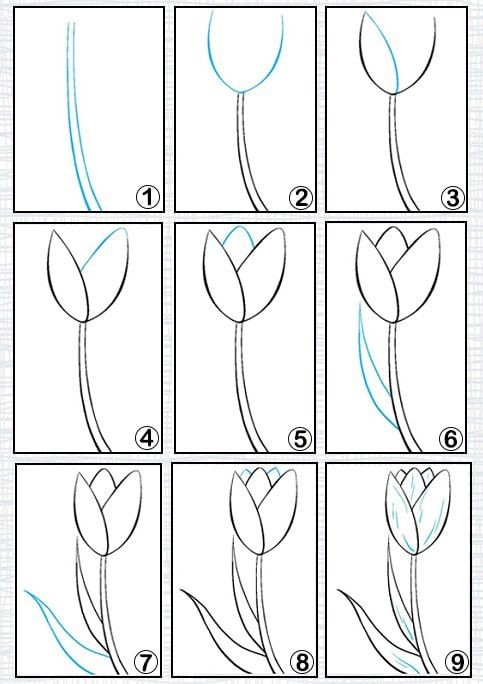 Idée tulipe 8 dessin