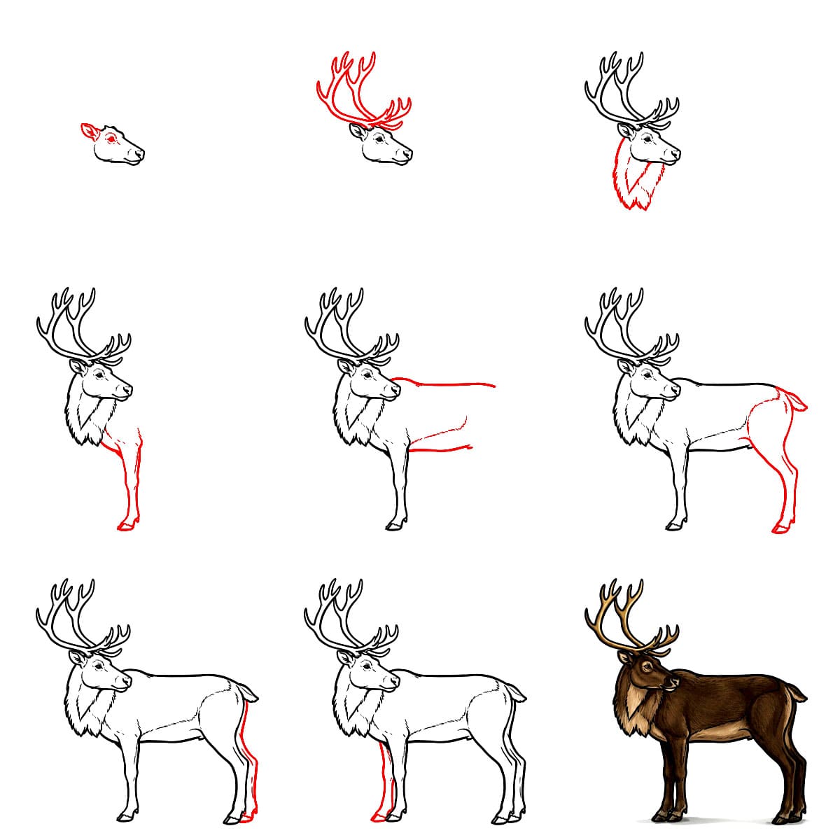 Renne regardant derrière lui dessin