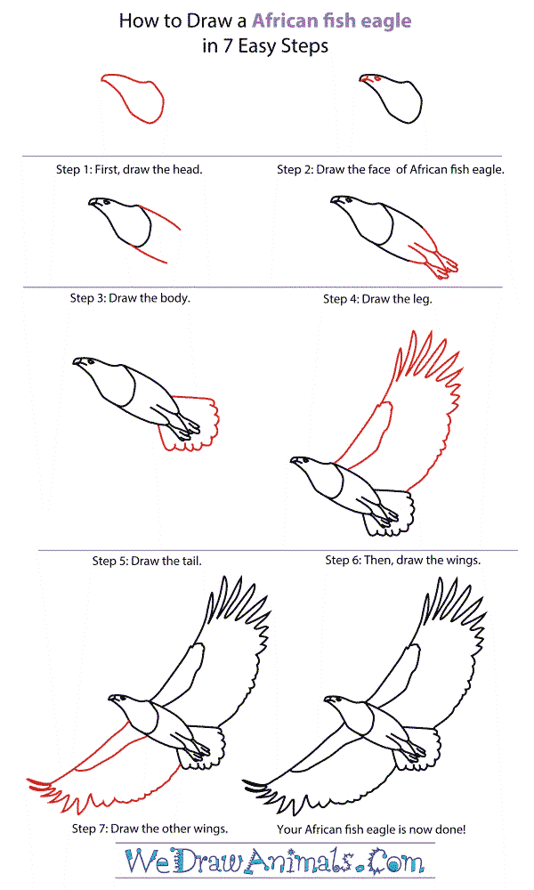 Un Aigle détaillé étape par étape dessin