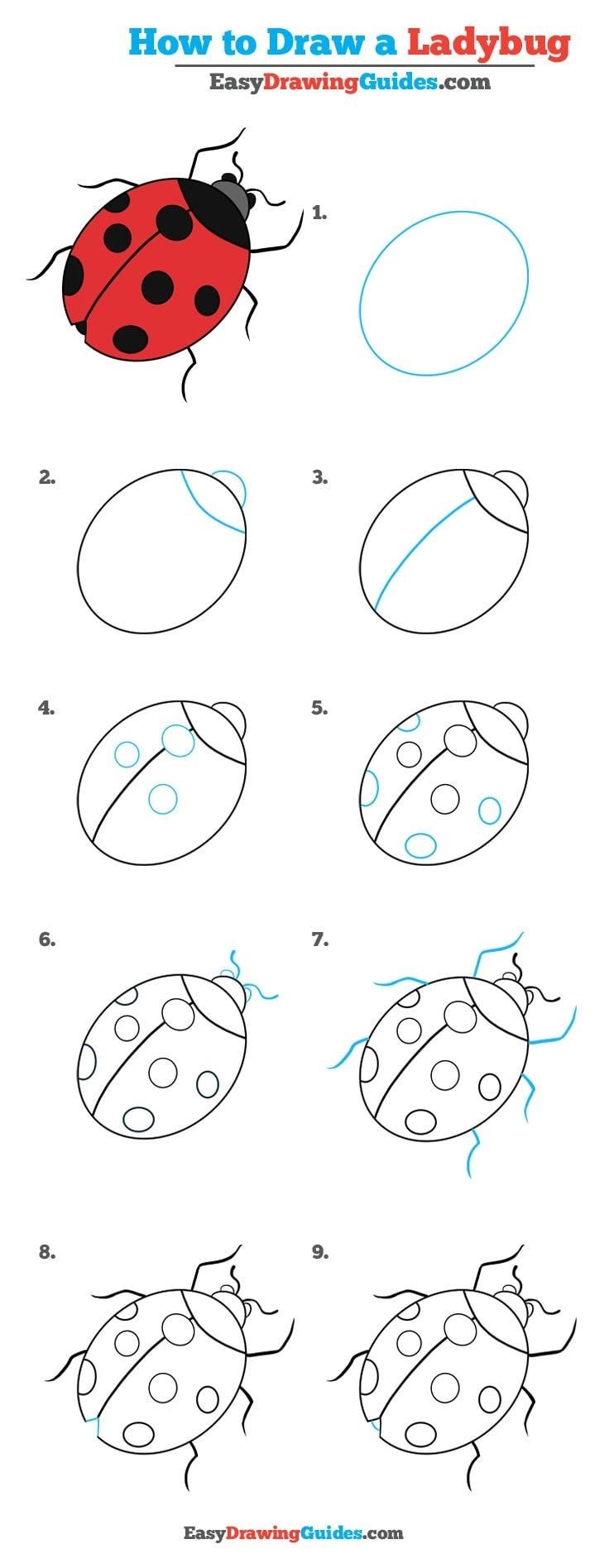 Une coccinelle détaillée étape par étape dessin