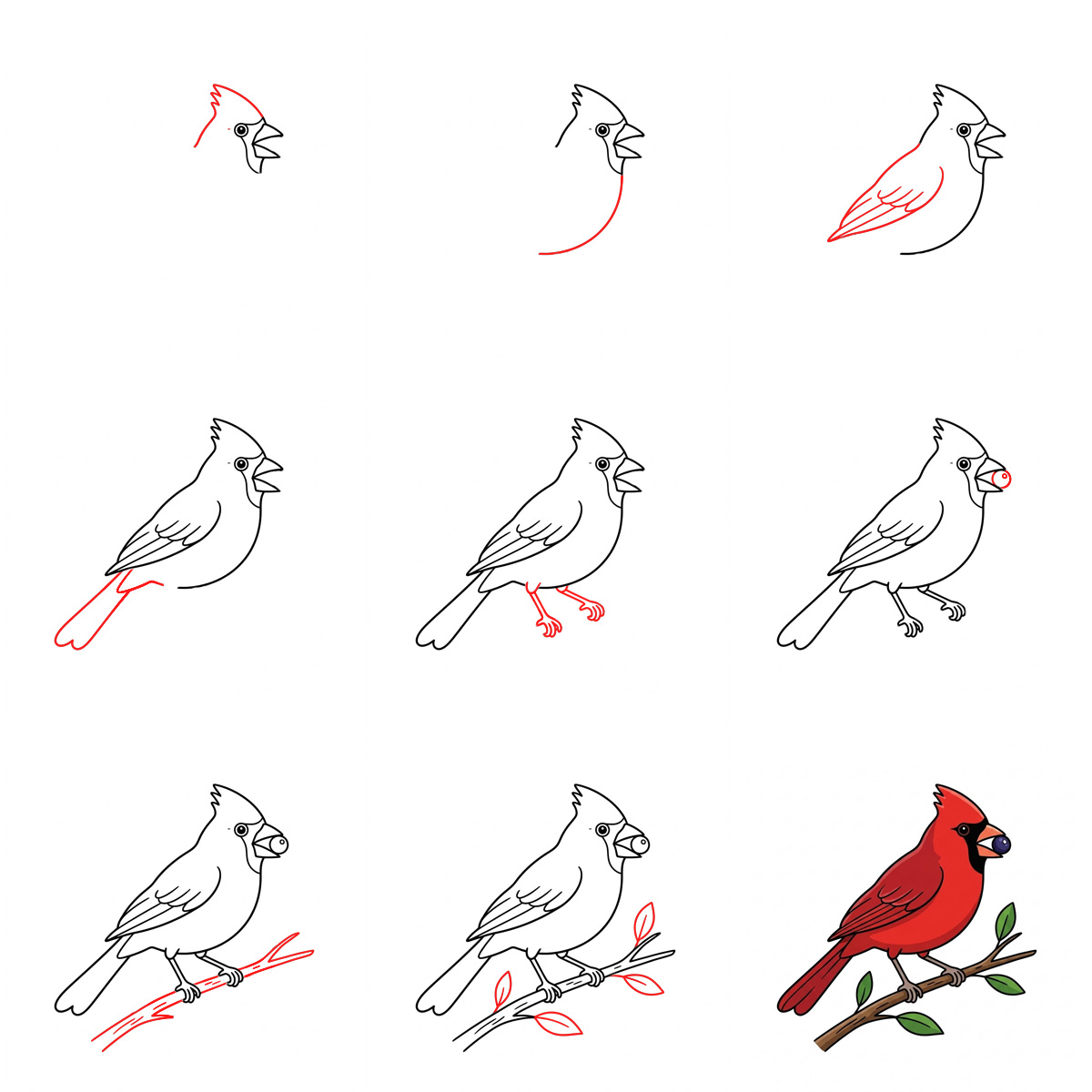 Cardinal avec baie dessin