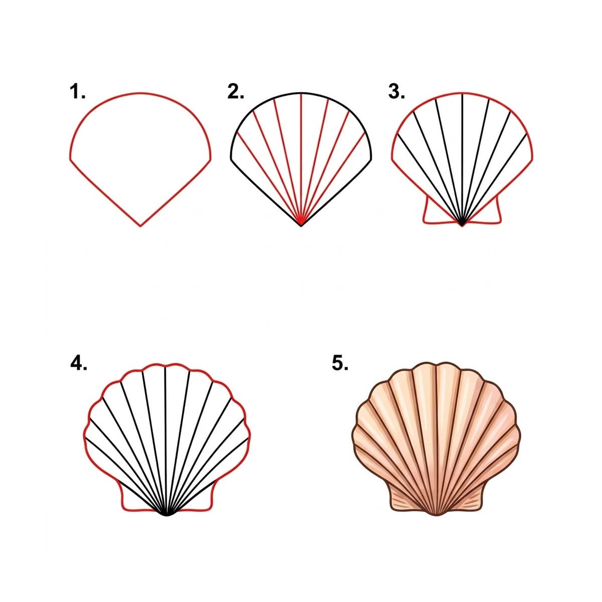 Coquillage à Belles Stries dessin