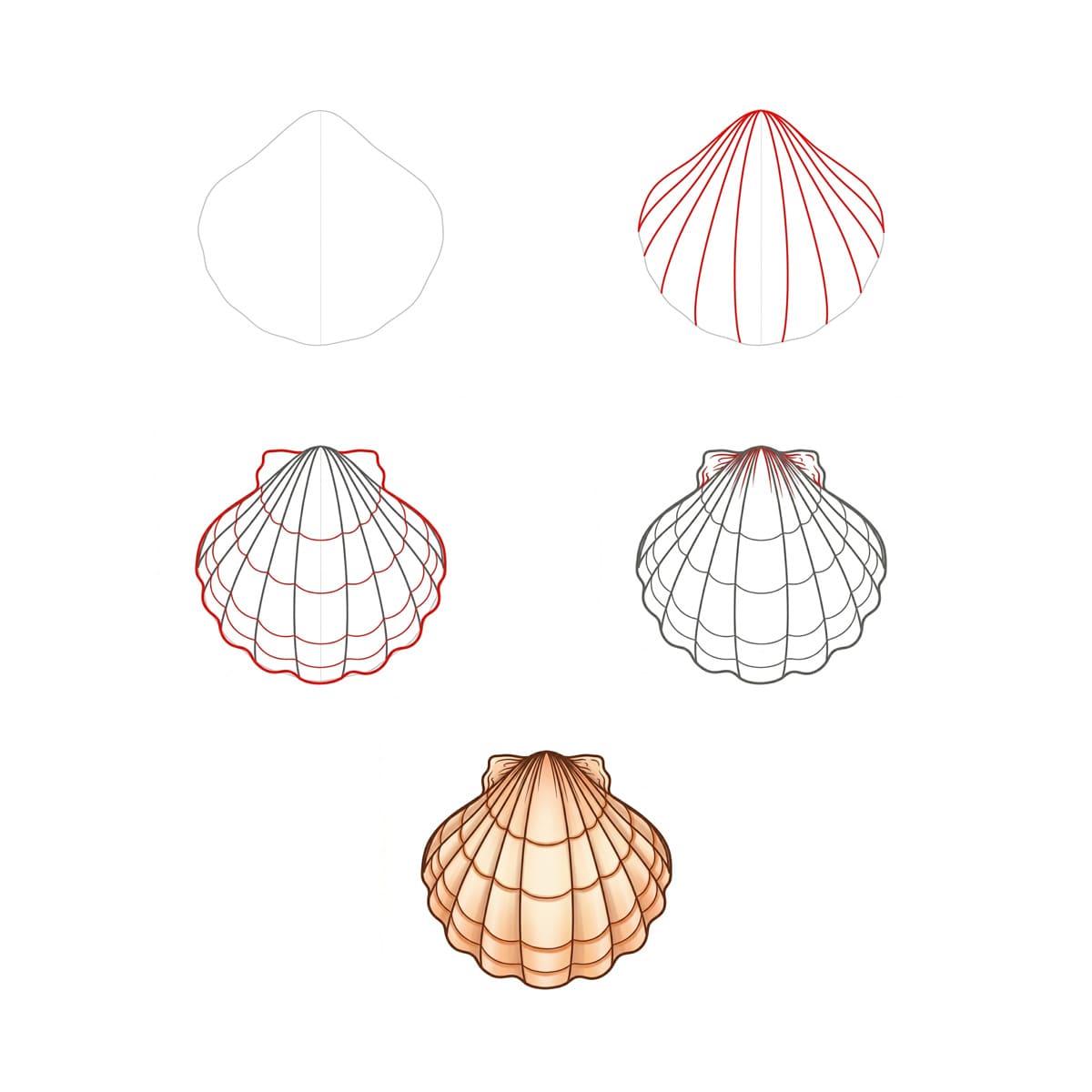 Coquillage à Stries Pointues dessin