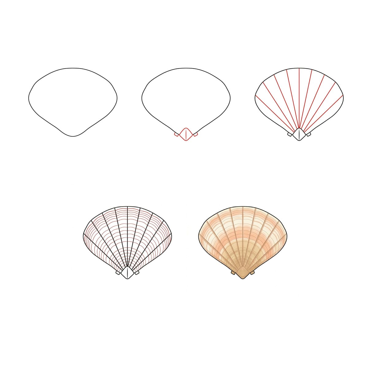 Coquillage Coeur Simple dessin