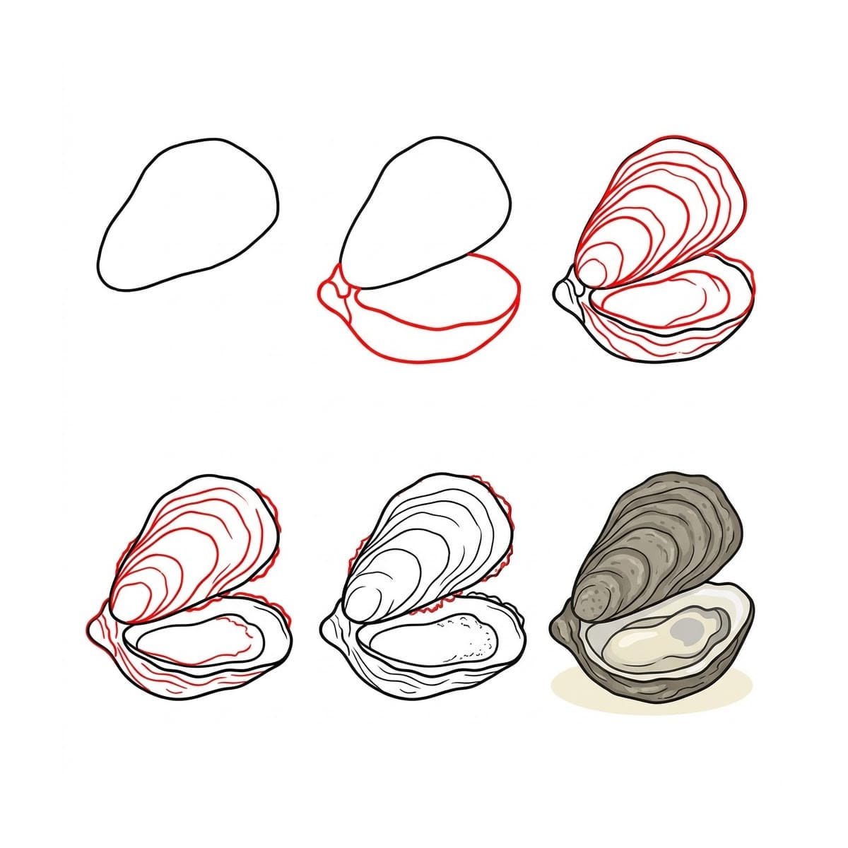 Coquillage Huître Ouverte dessin