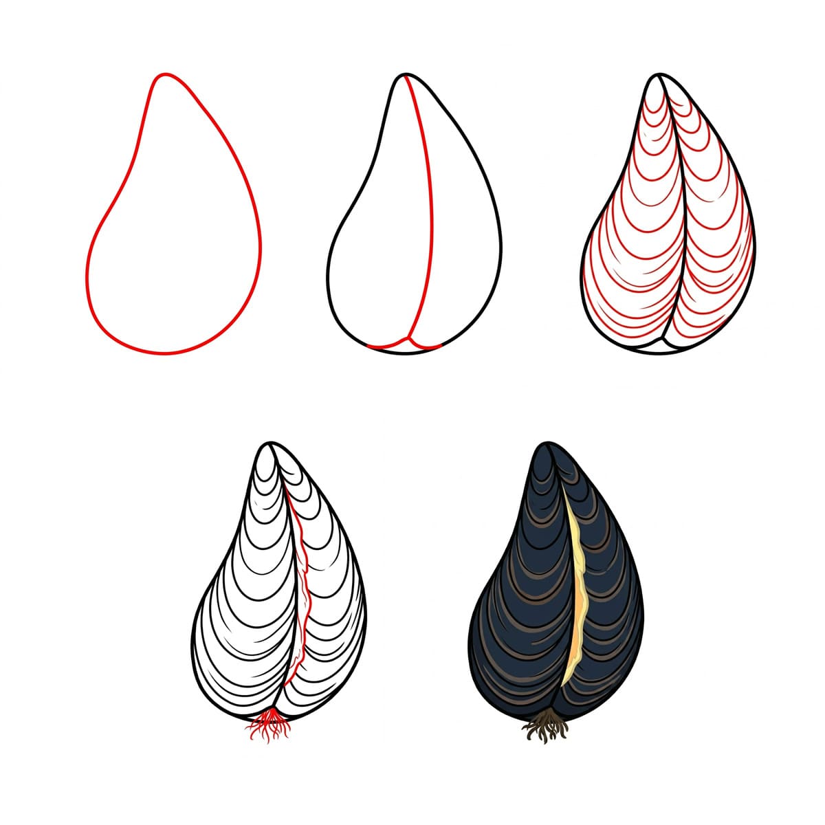Coquillage Moule Allongée dessin